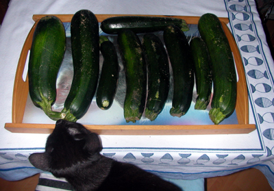 zucchiniausbeute.jpg